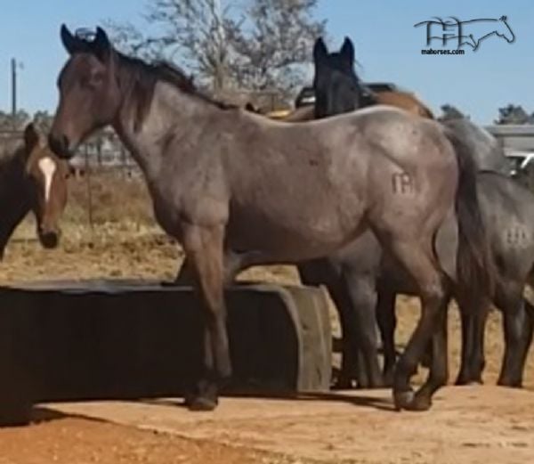 Miss Limited H's 2019 bay roan colt